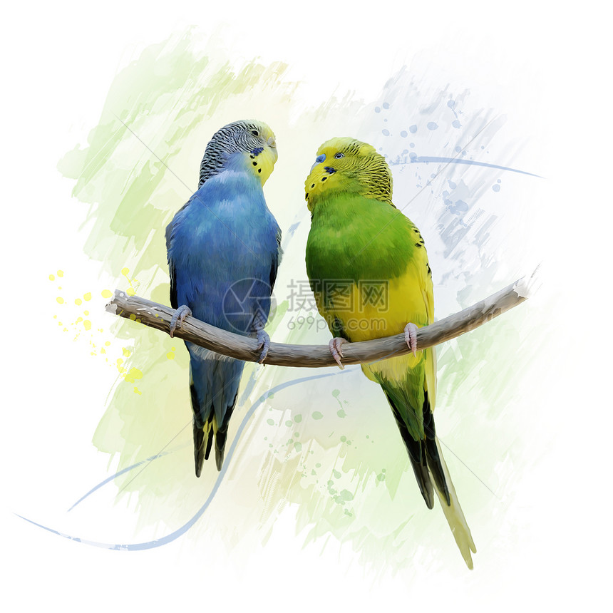 两只鹦鹉栖息树枝上的数字绘画两只鹦鹉鹦鹉水彩画图片