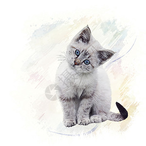 白色小猫的数码画白色小猫水彩画图片