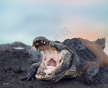 大美洲鳄,嘴张开大型美国鳄鱼高清图片