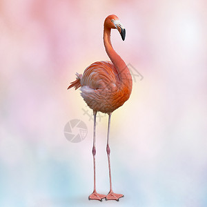 粉红色火烈鸟的数码画图片