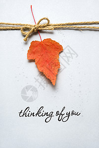 创意感恩节照片的叶子灰色背景图片