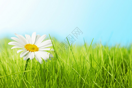 朵雏菊绿色的草地上,蓝天下飞舞个雏菊绿色的盛宴上图片