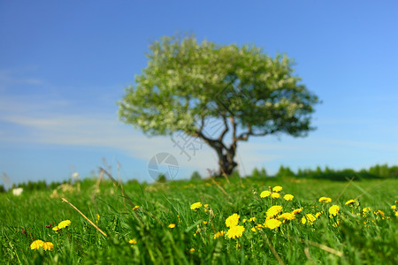 绿色的草地上独自棵树孤独的树地平线高清图片素材