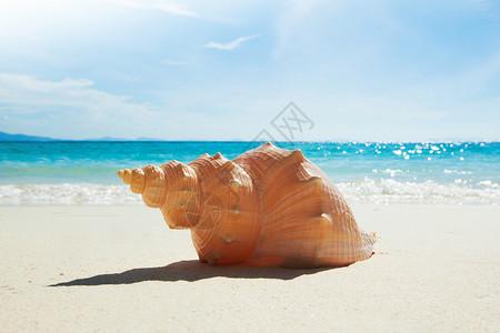 热带海滩上的贝壳热带海滩上贝壳的景观图片
