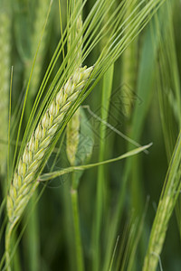 夏季田间大麦的头部图片