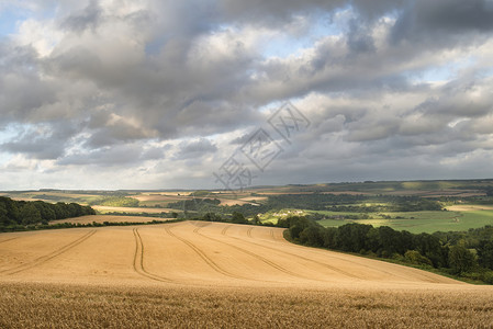 美丽的景观形象,巨大的大麦田夏天的农村图片