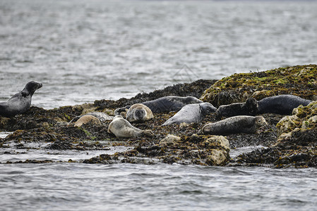 美丽的普通海港海豹,安吉威尔斯的岩石上放松图片
