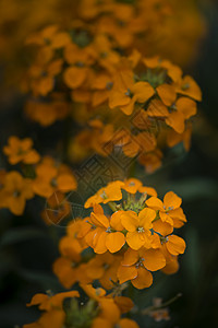 美丽的生机勃勃的杏花,麻花,芸香科,春花图片