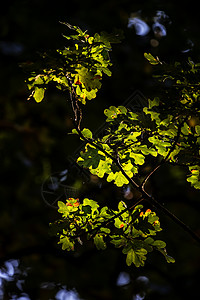 美丽的老橡树森林景观与斑驳的阳光捕捉树叶,因为他们改变颜色为秋天图片