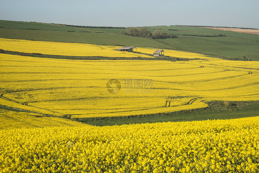 英国乡村春季成熟油菜籽油菜作物美丽明亮的景观形象图片