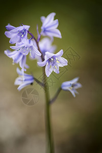 美丽的观特写花像的风葫芦西牙蓝铃自然森林景观背景图片