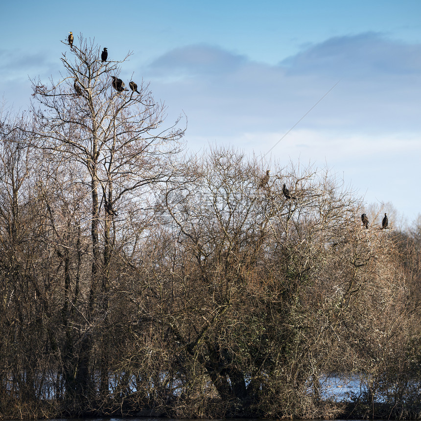 71023044收集冬季树上栖息的鸟图片