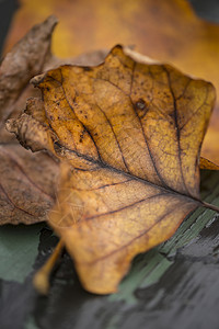 美丽浅深的田野观形象,生机勃勃的秋天落叶森林中图片