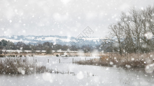 英国乡村的冬季景观,积雪覆盖地树叶图片