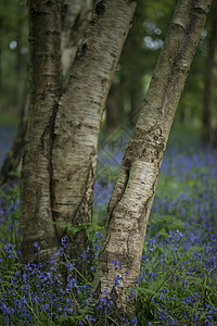 浅深度的田野景观充满活力的蓝铃木sp春季蓝铃木野外景观的浅深图片