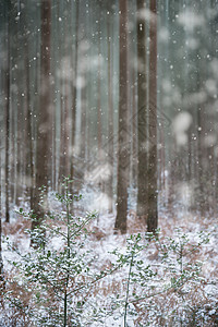 冬天的景观,下雪,覆盖了切英国乡村的冬季景观,积雪覆盖地树叶图片