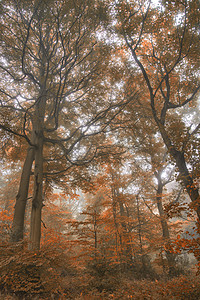 令人惊叹的五颜六色,充满活力,令人回味的秋雾森林兰令人叹为观止的充满活力的秋季雾林景观背景图片
