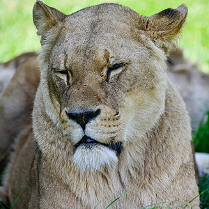SUM中特写非洲雌狮子豹狮子狮子座的肖像美丽的肖像,雌非洲狮子豹狮子狮子座夏天的阳光下背景图片