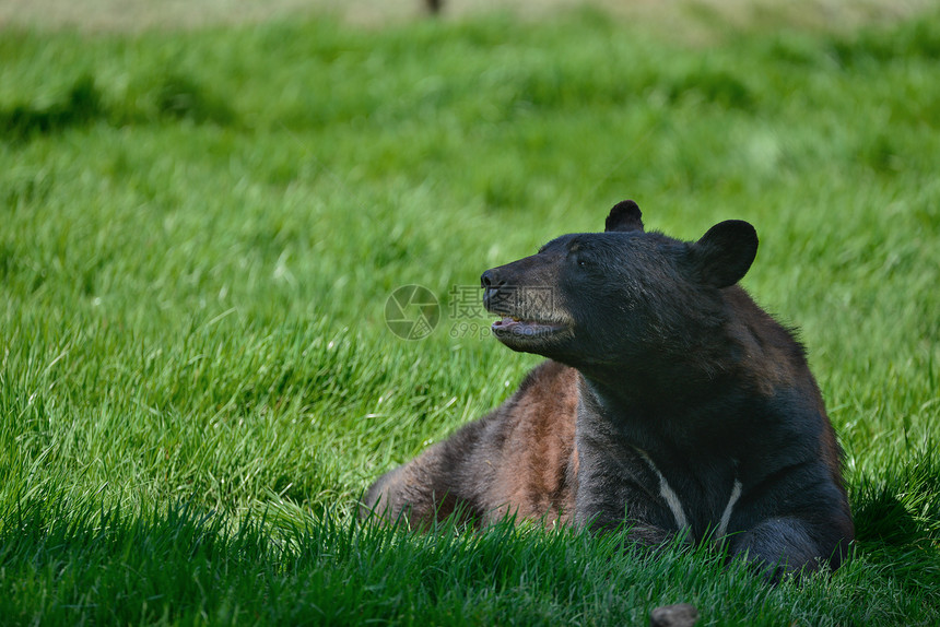 美国黑熊ursusAmericanus森林清理景观美国黑熊ursusAmericanus郁郁葱葱的森林景观