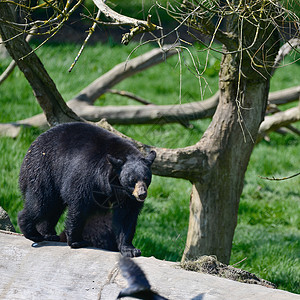 美国黑熊ursusAmericanus森林清理景观美国黑熊ursusAmericanus郁郁葱葱的森林景观充满活力的高清图片素材