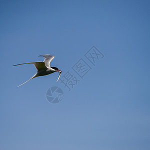 可爱的北极燕鸥蓝天中飞翔美丽的北极燕鸥蓝天中飞翔图片
