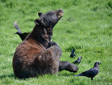 美国黑熊ursusAmericanus森林清理景观美国黑熊ursusAmericanus郁郁葱葱的森林景观食肉动物高清图片素材