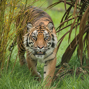 美丽的虎豹画像,虎尾蛇走过漫长令人惊叹的虎豹老虎的肖像,充满活力的景观中穿过长草背景图片