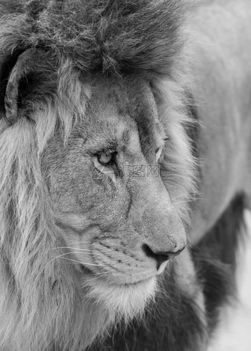 国王丛林芭芭拉集狮子黑白肖像图片