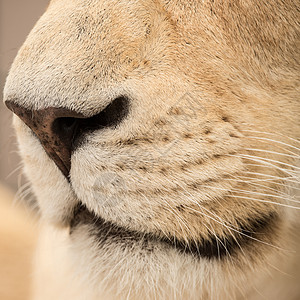 狮子猫美丽的特写肖像白色芭芭拉集狮子豹惊人的亲密肖像白色芭芭拉集狮子豹狮子狮子背景