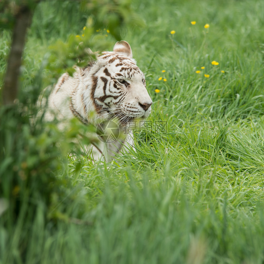 混合白虎豹的美丽肖像图像充满活力的景观树叶中,混合白虎豹的惊人肖像图像图片