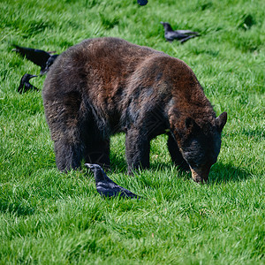 美国黑熊ursusAmericanus森林清理景观美国黑熊ursusAmericanus郁郁葱葱的森林景观杂食动物高清图片素材