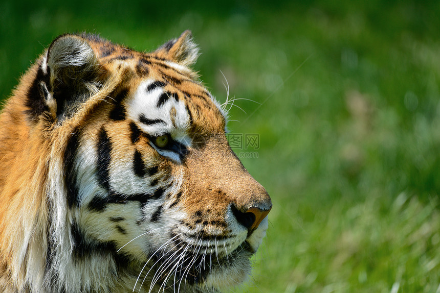 西伯利亚阿穆尔虎豹的肖像夏天图片