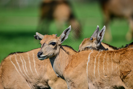 轻的羚羊动物牛尾羚夏天图片