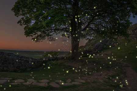 萤火虫之光令人惊叹的日落景观形象,萤火虫树上飞来飞,黄昏的灯光下发光背景