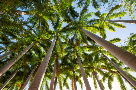 热带岛屿上的棕榈种植园背景图片