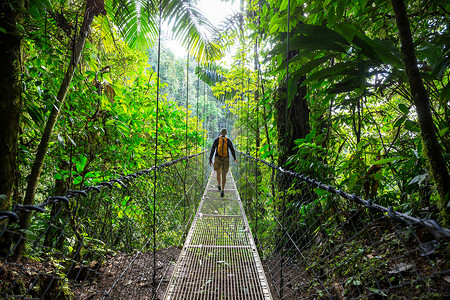 徒步旅行绿色热带丛林,哥斯达黎加,洲美国高清图片素材
