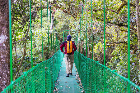 徒步旅行绿色热带丛林,哥斯达黎加,洲通路高清图片素材