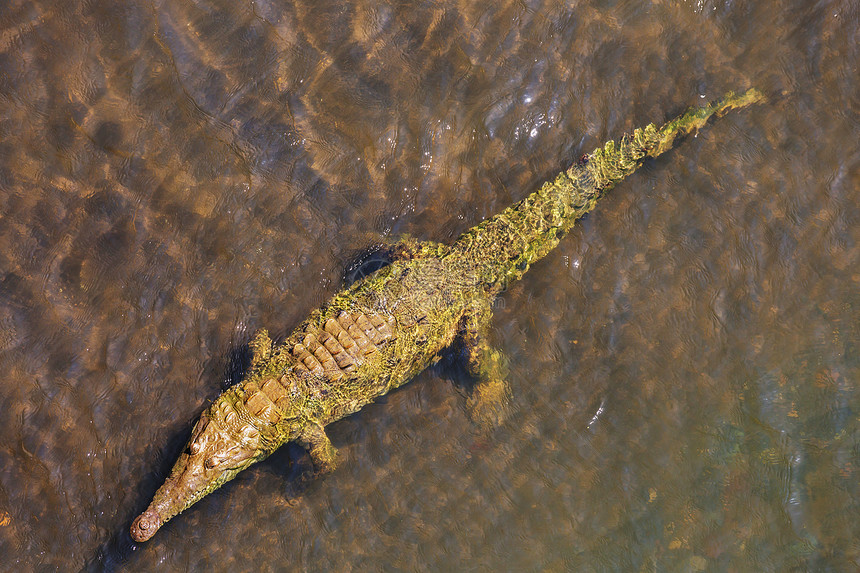 洲哥斯达黎加鳄鱼遗址图片