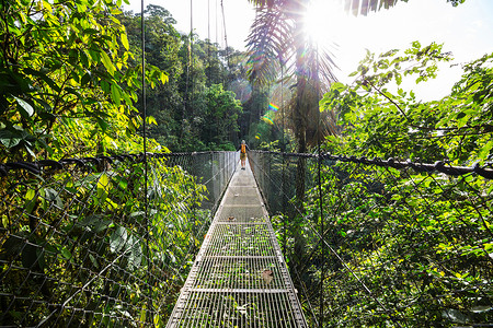 徒步旅行绿色热带丛林,哥斯达黎加,洲桥高清图片素材