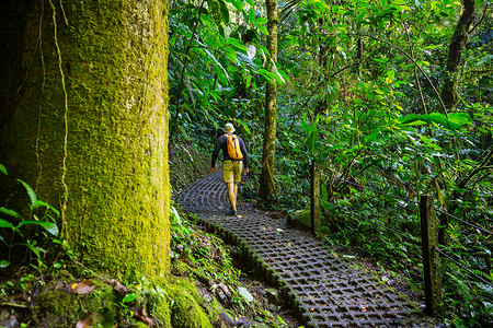 徒步旅行绿色热带丛林,哥斯达黎加,洲森林高清图片素材