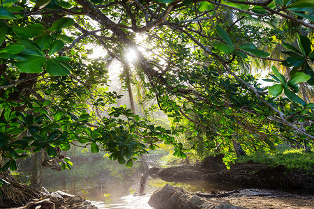 徒步旅行绿色热带丛林,哥斯达黎加,洲灌木高清图片素材