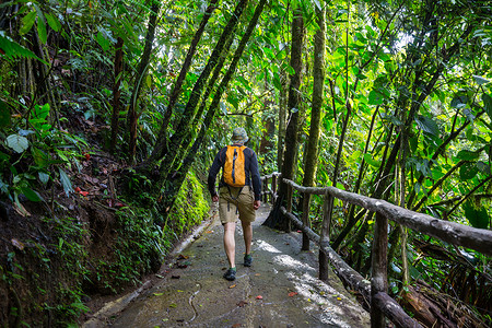 徒步旅行绿色热带丛林,哥斯达黎加,洲热带的高清图片素材