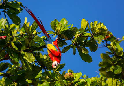 绿色翅膀的鹦鹉野生,哥斯达黎加,洲图片