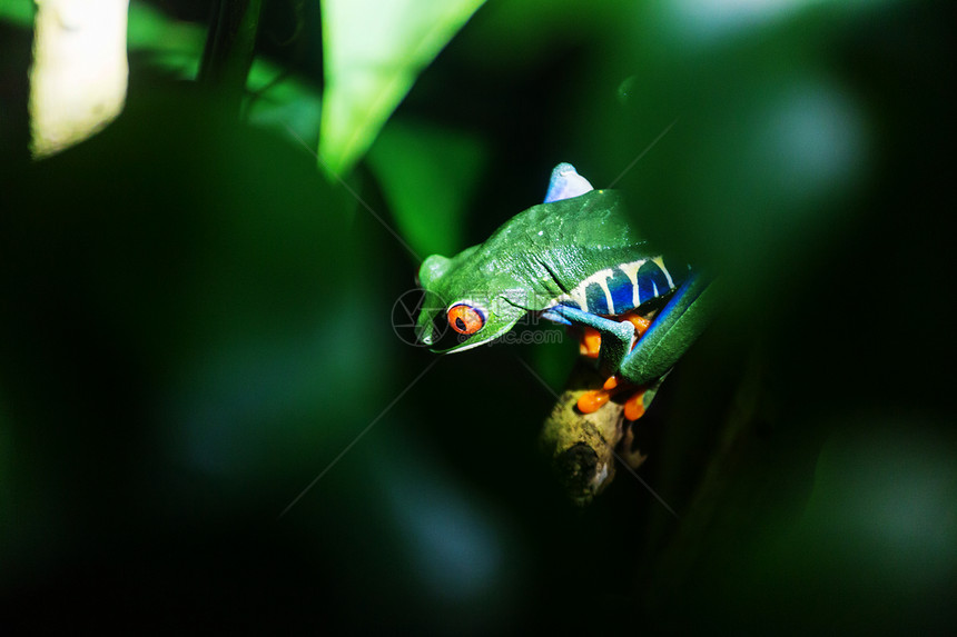 洲哥斯达黎加的红眼蛙图片
