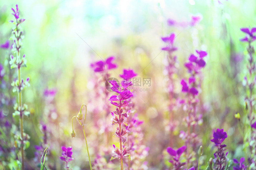 美丽的花朵的特写镜头适合花卉背景图片