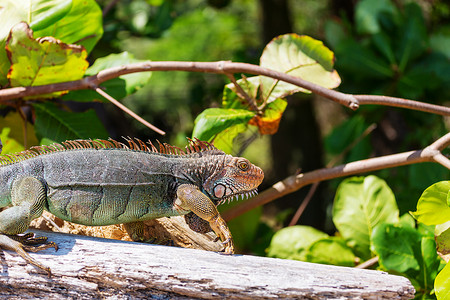 哥斯达黎加野生绿色鬣蜥高清图片