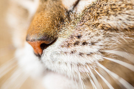 猫鼻子特写特写只猫的肖像背景