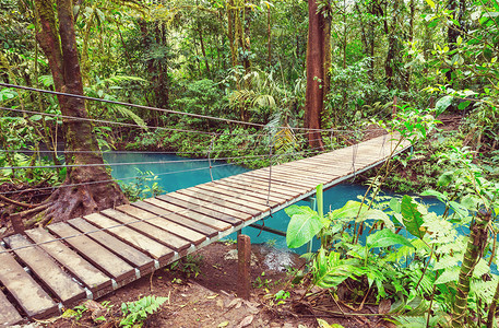 绿色丛林中交桥,哥斯达黎加,洲图片