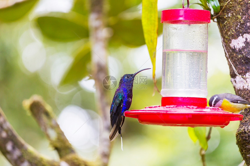 科利布里洲哥斯达黎加五颜六色的蜂鸟图片
