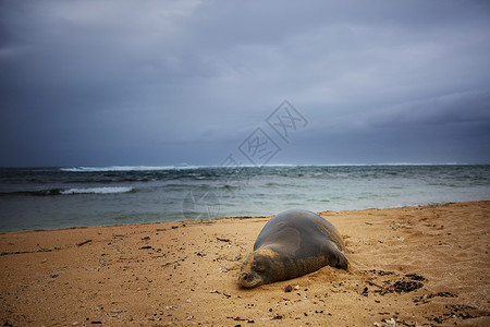 密封相当放松的海豹海滩,夏威夷,美国图片